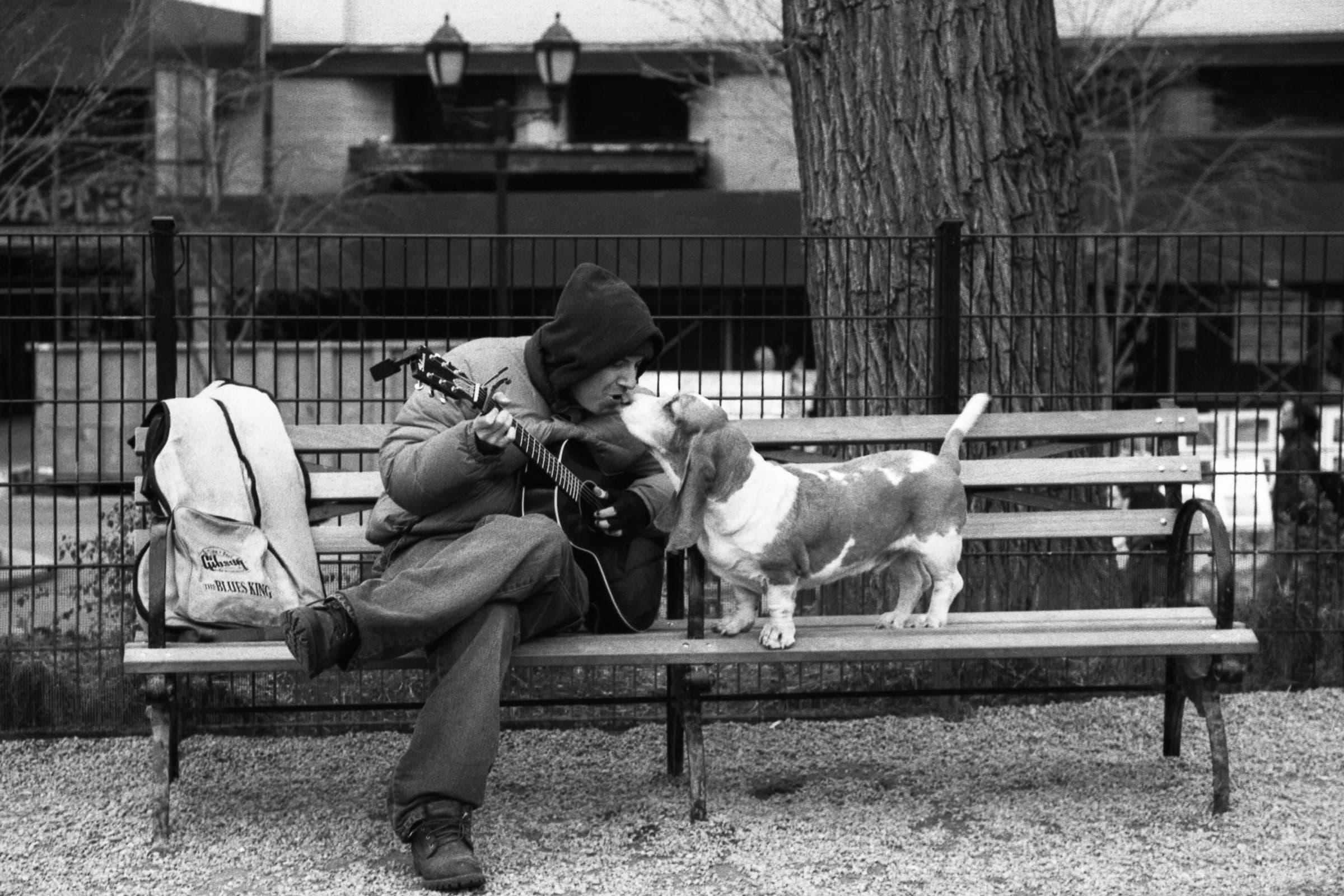 Man with a guitar greets his Basset Hound on a park bench during a candid Tampa pet portrait session in Tampa Bay.